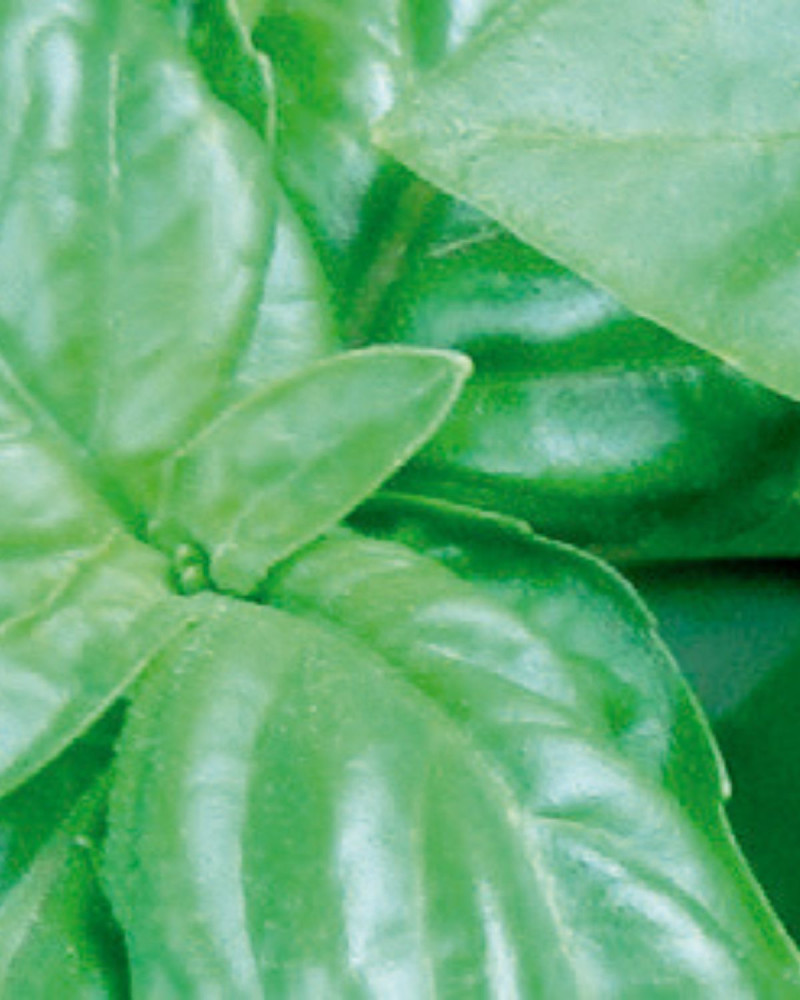 Ароматизатор за текстил Basil and Mandarin 500ml