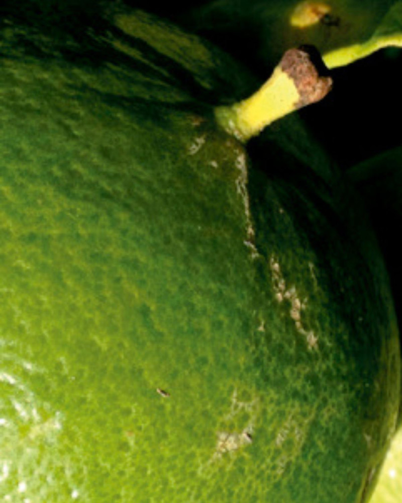 Ароматизатор за текстил Basil and Mandarin 500ml