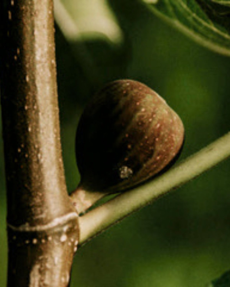 Етерично масло за дифузер Fig & Citrus 30 ml