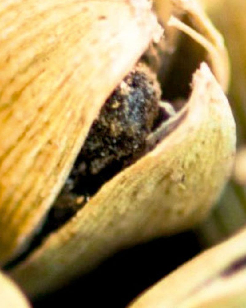 Етерично масло за дифузер Basil and Mandarin 30 ml