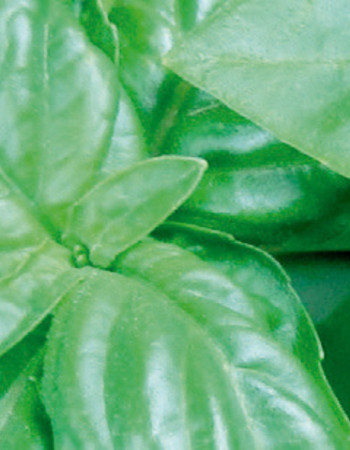 Ароматен сапун Basil & Mandarin 100г
