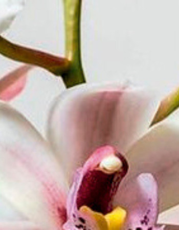Ароматен сапун Black Orchid & Lily 100г