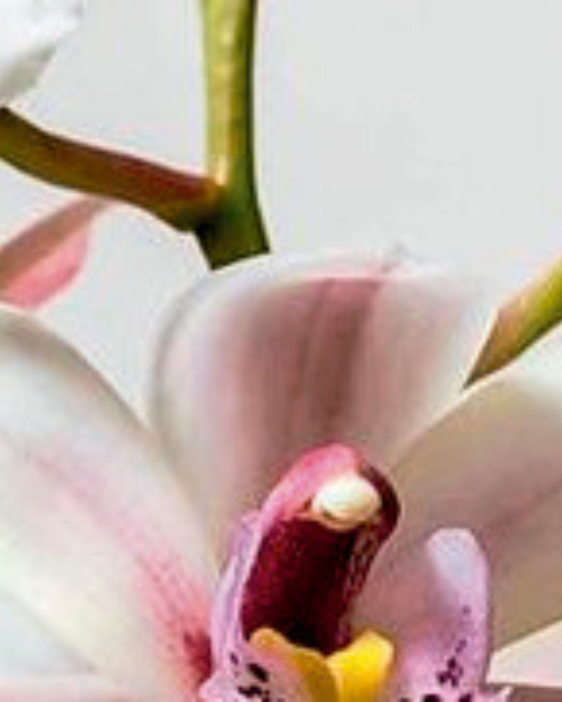 Лосион за ръце и тяло Black Orchid & Lily . 500 ml