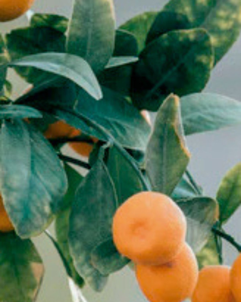 Лосион за ръце и тяло Black Orchid & Lily . 500 ml