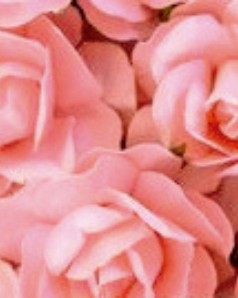 Лосион за ръце и тяло Bulgarian Rose & Oud  500 ml