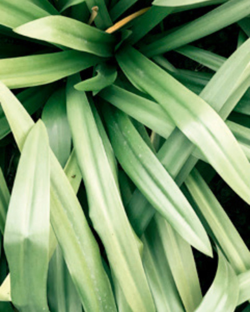 Лосион за ръце и тяло Verbena di Sicilia. 500 ml